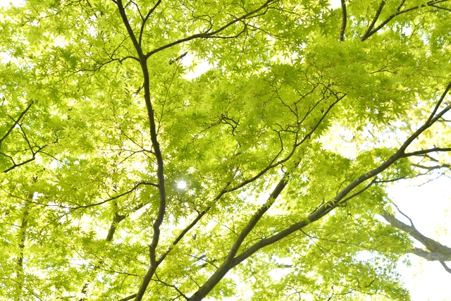 そらまめ・どんだん