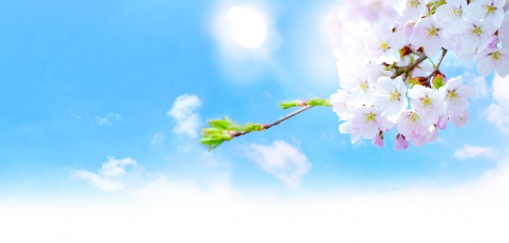 そらまめ・どんだん