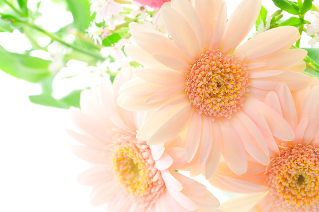 そらまめ・どんだん